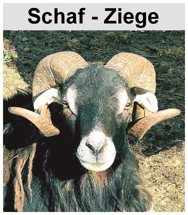 Schaf & Ziege