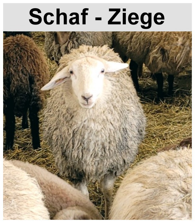 Schaf- und Ziegenfleisch