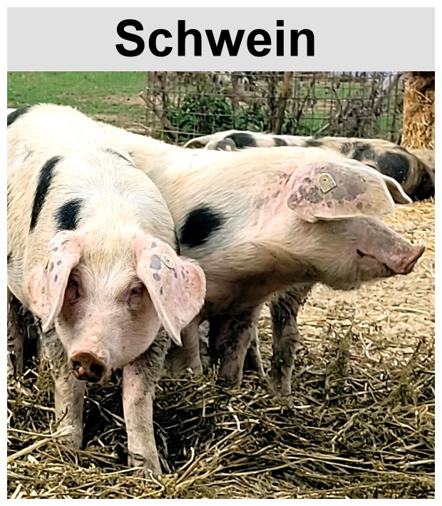 Schweinefleisch