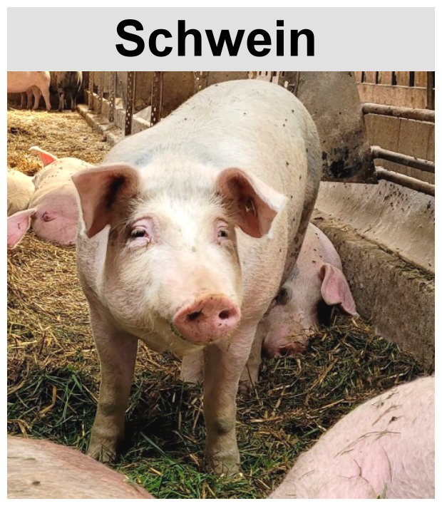 oberpfälzer Schweinefleisch